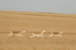More Than 2 Million Gazelle Still Roam the Mongolian Steppe Mongolia Hosts 99 Percent of Mongolian Gazelle Population